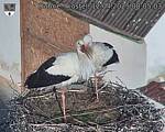 Capi_Dubne_20250412_080503.jpg