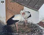 Capi_Dubne_20250412_081003.jpg