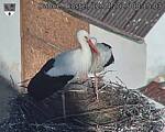 Capi_Dubne_20250412_081503.jpg
