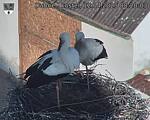 Capi_Dubne_20250412_082003.jpg