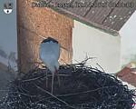 Capi_Dubne_20250412_083003.jpg