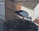 Capi_Dubne_20250412_083502.jpg