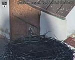 Capi_Dubne_20250412_084003.jpg