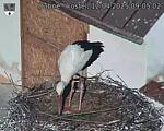 Capi_Dubne_20250412_090502.jpg