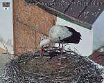 Capi_Dubne_20250412_101003.jpg