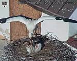 Capi_Dubne_20250412_102002.jpg