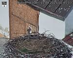 Capi_Dubne_20250412_104503.jpg