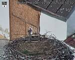 Capi_Dubne_20250412_105002.jpg