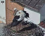 Capi_Dubne_20250412_114003.jpg
