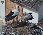 Capi_Dubne_20250412_122003.jpg