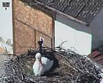 Capi_Dubne_20250412_134002.jpg