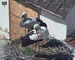 Capi_Dubne_20250412_135003.jpg