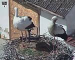 Capi_Dubne_20250412_141002.jpg