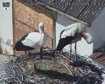 Capi_Dubne_20250412_142003.jpg