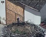 Capi_Dubne_20250412_142502.jpg