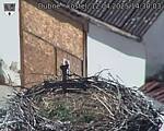 Capi_Dubne_20250412_143003.jpg