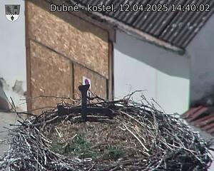 Capi_Dubne_20250412_144002.jpg (1350 x 1080)