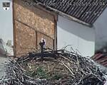 Capi_Dubne_20250412_150004.jpg