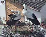 Capi_Dubne_20250412_150503.jpg