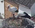 Capi_Dubne_20250412_151002.jpg