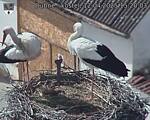 Capi_Dubne_20250412_152003.jpg