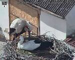 Capi_Dubne_20250412_152502.jpg