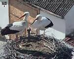 Capi_Dubne_20250412_153004.jpg