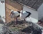 Capi_Dubne_20250412_153503.jpg