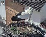 Capi_Dubne_20250412_155002.jpg