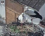 Capi_Dubne_20250412_155503.jpg