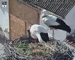 Capi_Dubne_20250412_160002.jpg