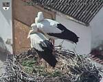 Capi_Dubne_20250412_160502.jpg