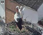 Capi_Dubne_20250412_161003.jpg