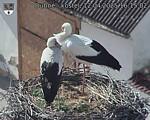 Capi_Dubne_20250412_161502.jpg