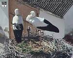 Capi_Dubne_20250412_162002.jpg