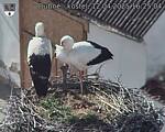 Capi_Dubne_20250412_162504.jpg