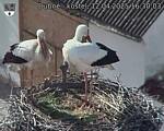 Capi_Dubne_20250412_163004.jpg