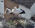 Capi_Dubne_20250412_163503.jpg