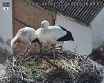 Capi_Dubne_20250412_164002.jpg