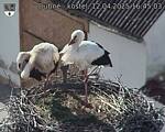 Capi_Dubne_20250412_164503.jpg