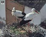Capi_Dubne_20250412_165003.jpg