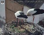 Capi_Dubne_20250412_165502.jpg