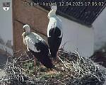 Capi_Dubne_20250412_170502.jpg