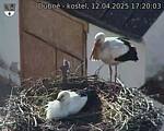 Capi_Dubne_20250412_172003.jpg