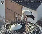 Capi_Dubne_20250412_173004.jpg