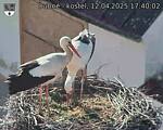 Capi_Dubne_20250412_174002.jpg