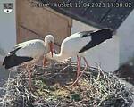 Capi_Dubne_20250412_175002.jpg