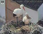 Capi_Dubne_20250412_175503.jpg