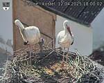 Capi_Dubne_20250412_180002.jpg