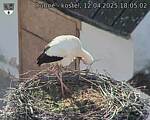 Capi_Dubne_20250412_180502.jpg